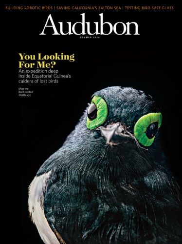 The cover of Audubon magazine's summer 2016 issue, featuring BI's expedition to Equatorial Guinea. Click on the photo to read the article!