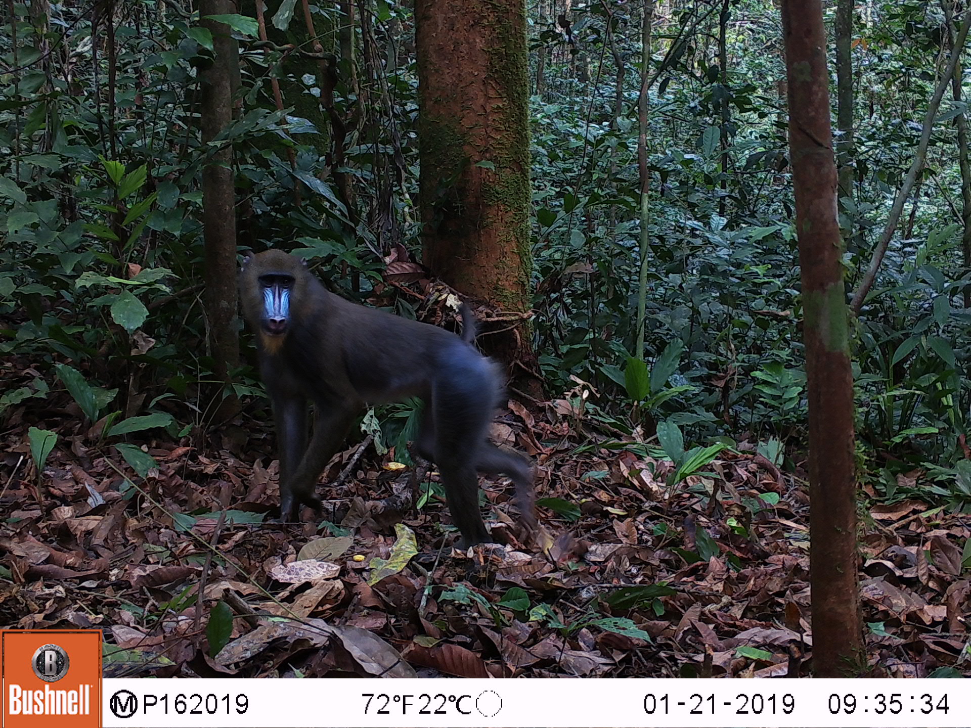 Male mandrill in Equatorial Guinea caught on camera trap