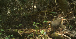 DeBrazza's monkeys in a camera trap image from Rio Campo, Equatorial Guinea